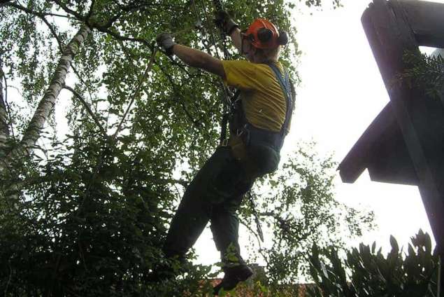 rooien dennen bomen kappen sparren bomen verwijderen coniferen en struiken in Brabant